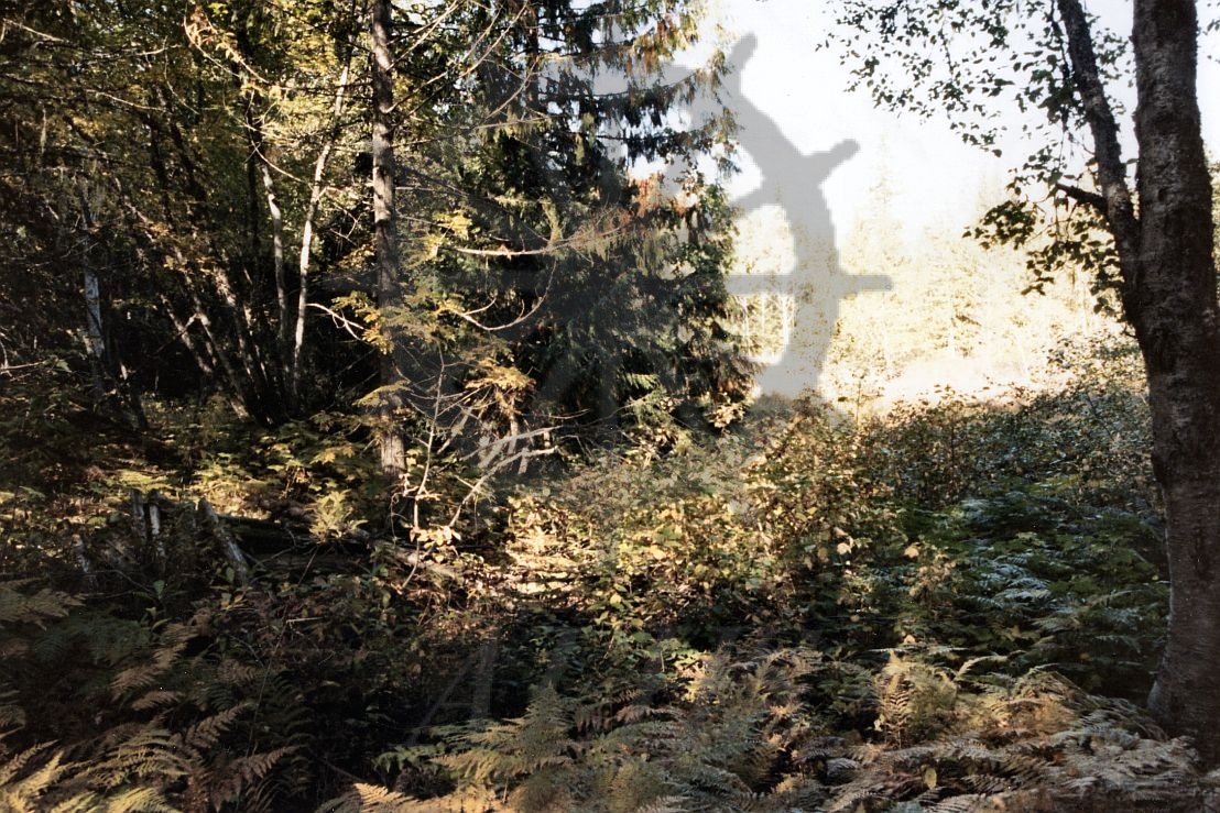 2014.003.8311 Andy Ward homestead up from Albert Point, 1984 Arrow