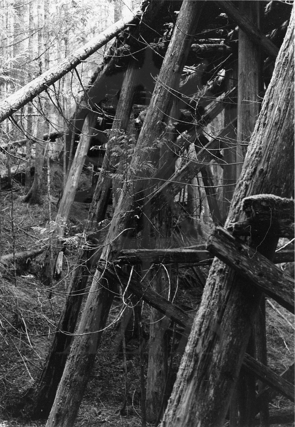 2019.030.2.6 The 16 inch peeled cedar poles forming the trestle bents ...