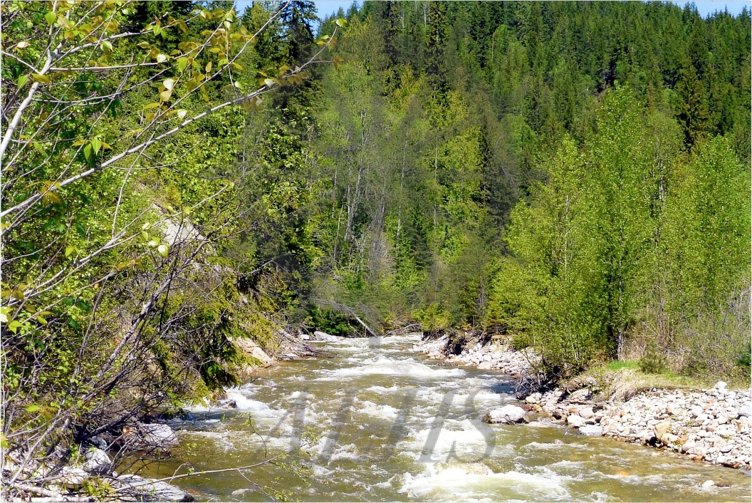 2022.024.002.24 Cranberry Creek and south embankment Arrow Lakes